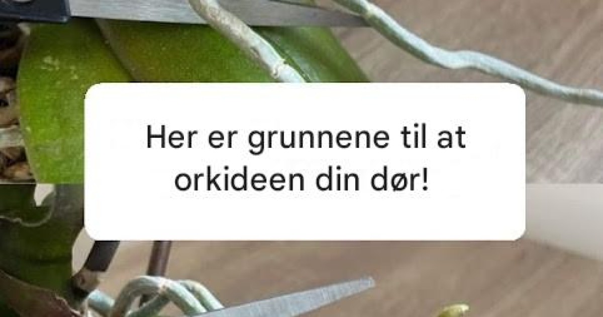 Orkide, sterke røtter og masse blomster, hvis du har dem: ingen tenker ...